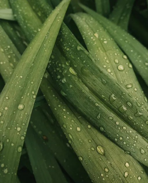 Aloe vera, planta medicinal y natural, con gotas de agua en sus hojas verdes.