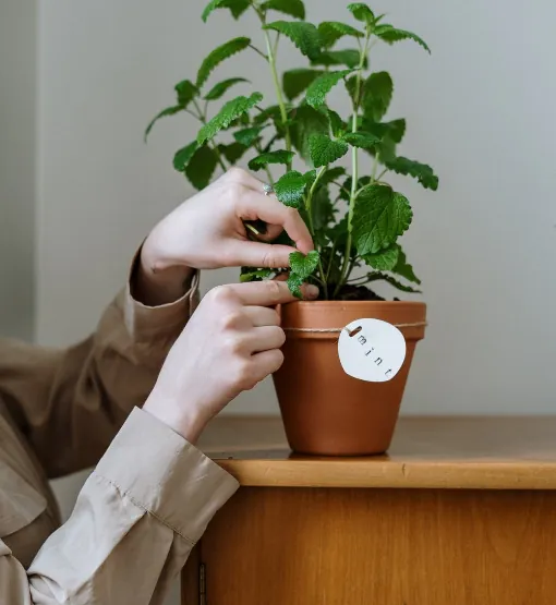 Planta en maceta en interior, ideal para ambientes naturales y saludables.
